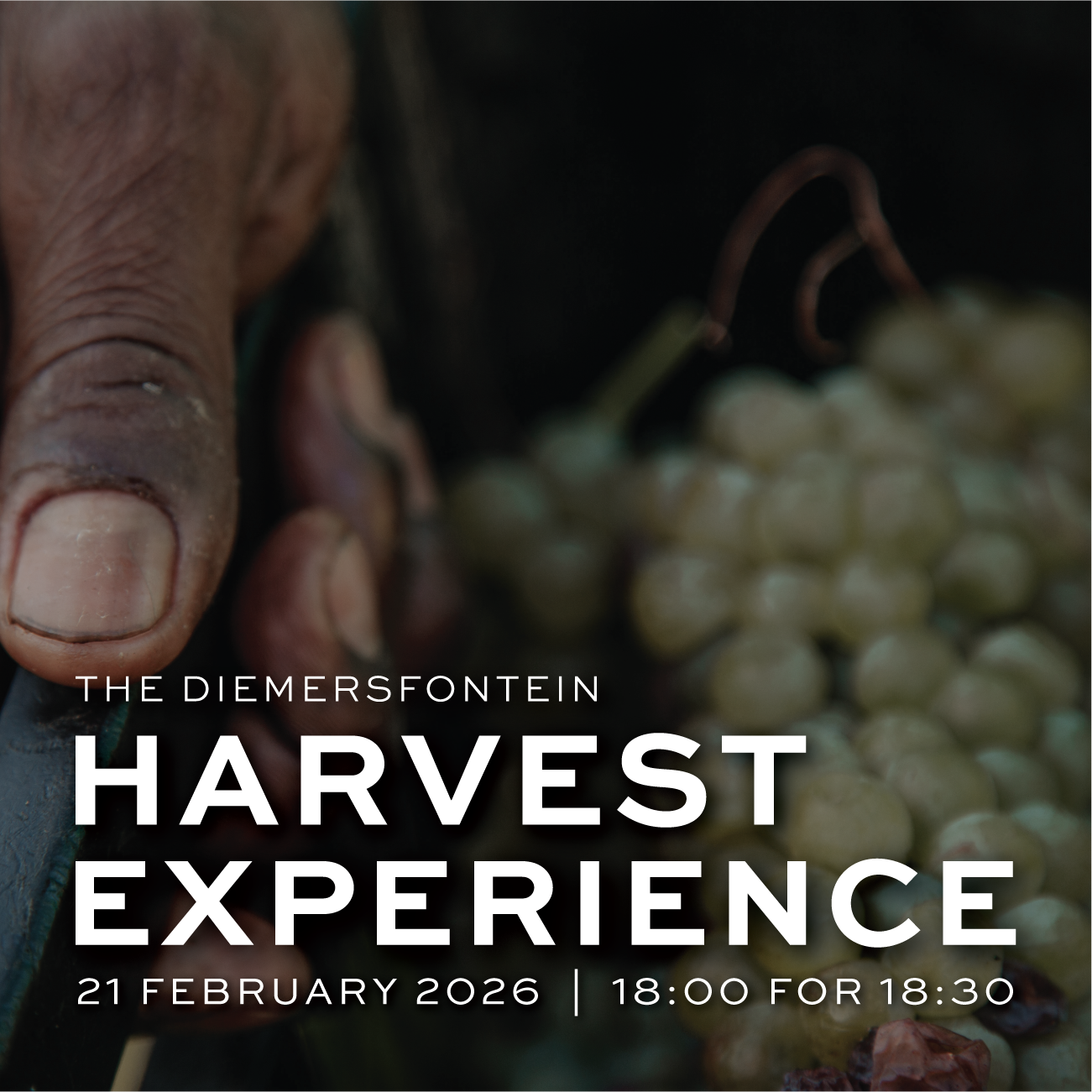 Featured image for “Harvest Experience<br>21 February 2026”
