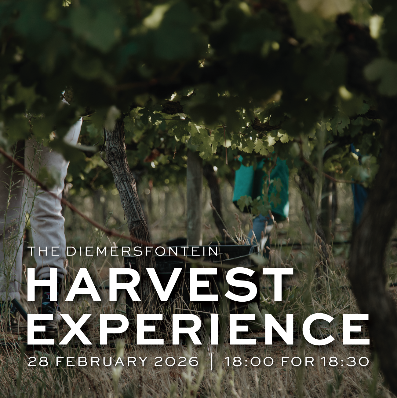 Featured image for “Harvest Experience<br>28 February 2026”