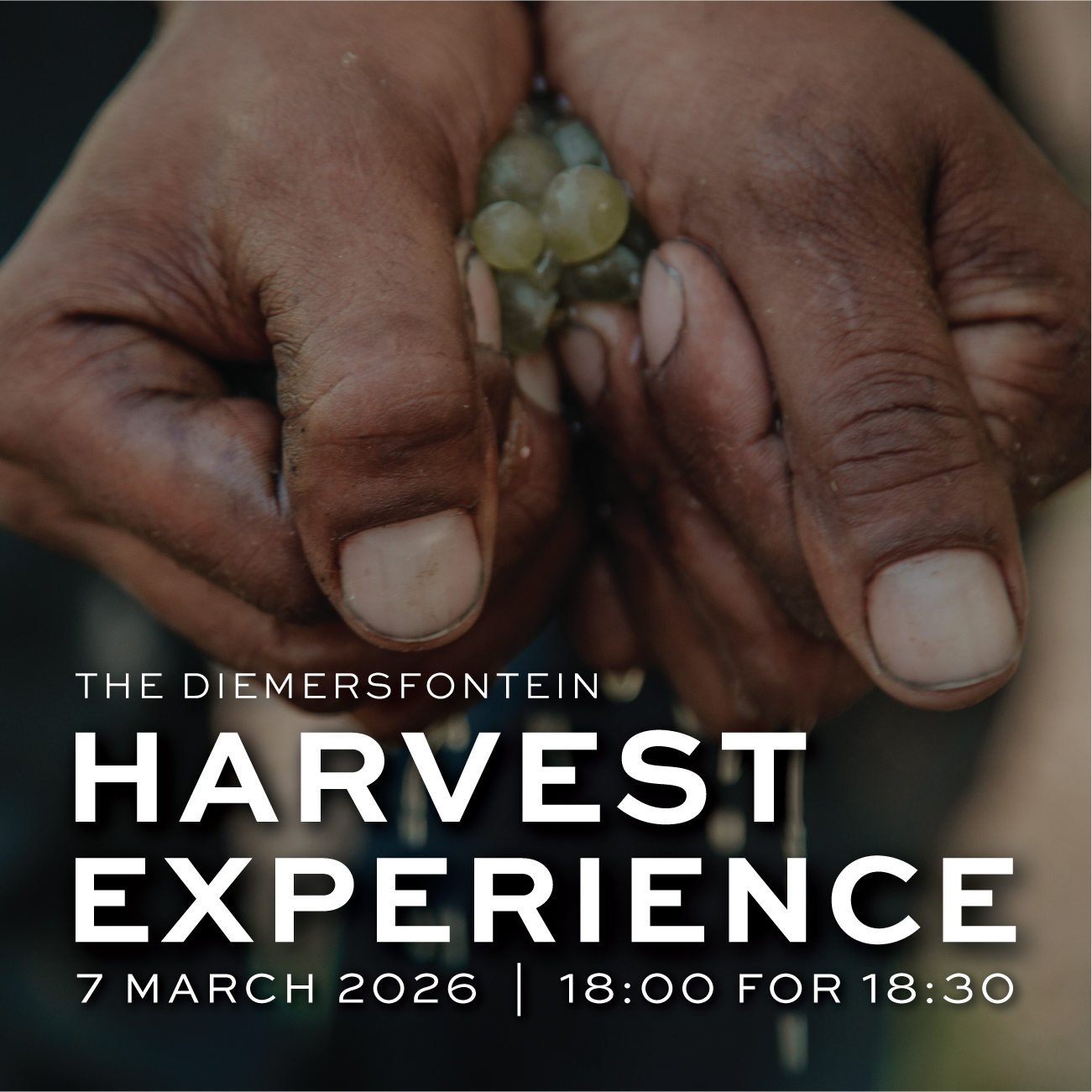Featured image for “Harvest Experience<br>7 March 2026”