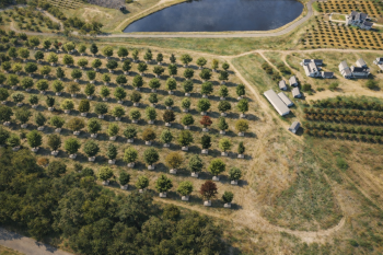 Mature Tree Nursery